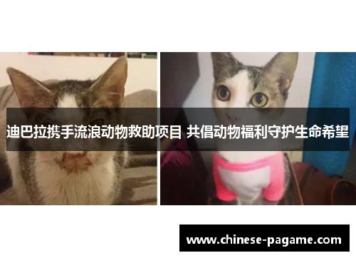 迪巴拉携手流浪动物救助项目 共倡动物福利守护生命希望